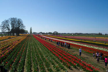 Among the Flowers