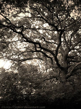 Oak Branches