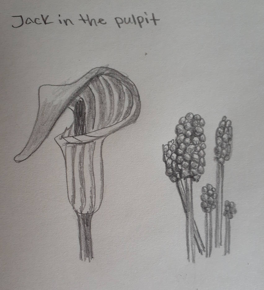 Printable Jack In The Pulpit Printable Jack In The Pulpit