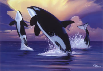 Killer Whales