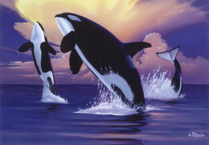 Killer Whales