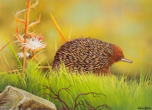 Echidna