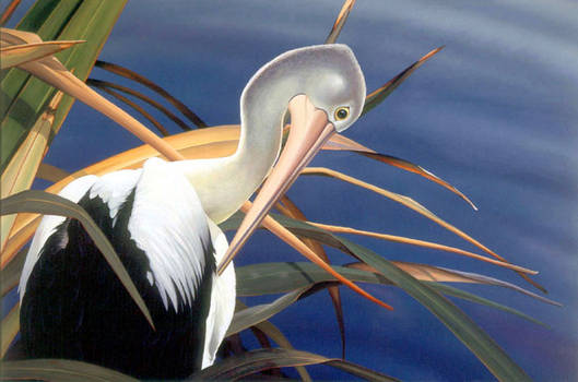 Pelican