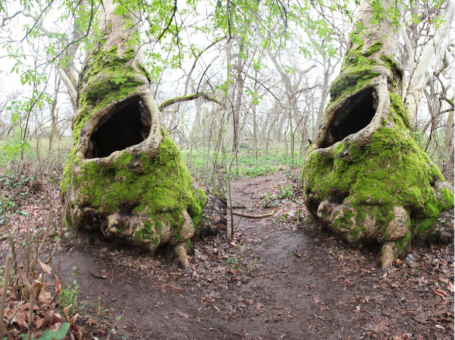 The fairy tree by magikstock The fairy tree by magikstock