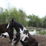 irish cob 7