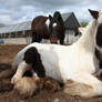 irish cob 9