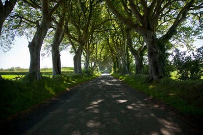 The dark hedges 3