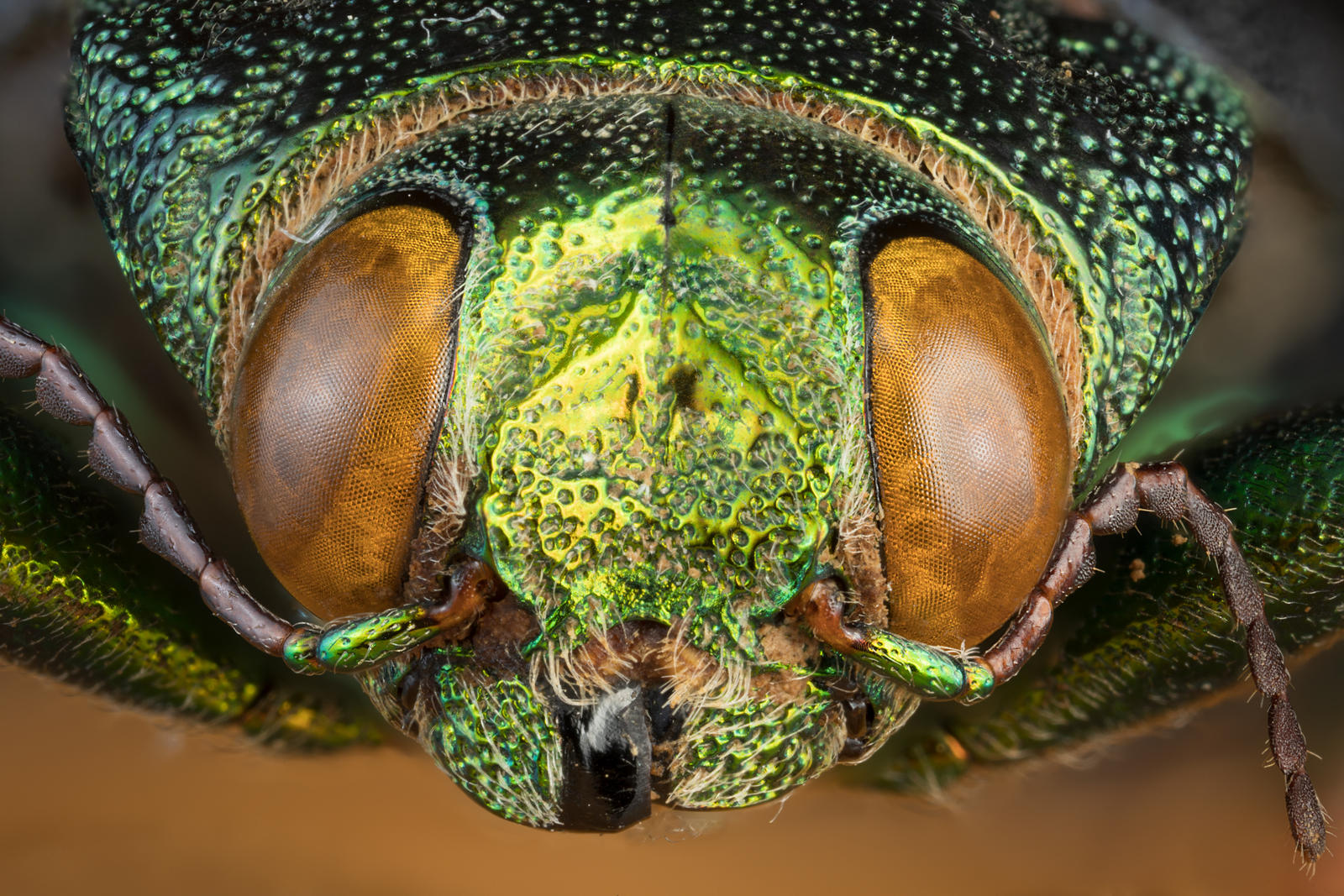 Brown Eye Beetle by fl45hx on DeviantArt