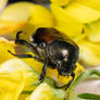 beetle in flower