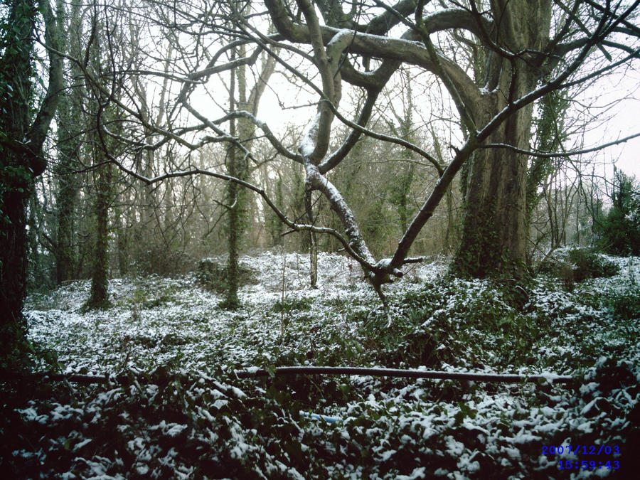 Snow in the Woods