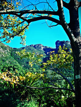 Mountain view under the tree..