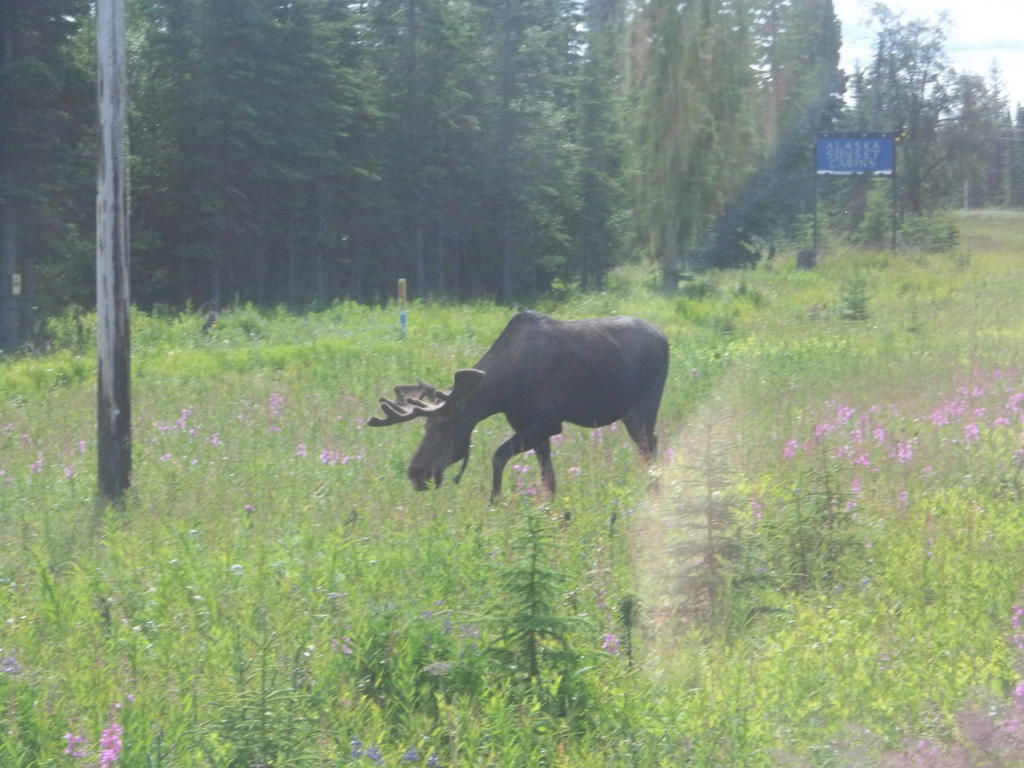 Grazing Moose