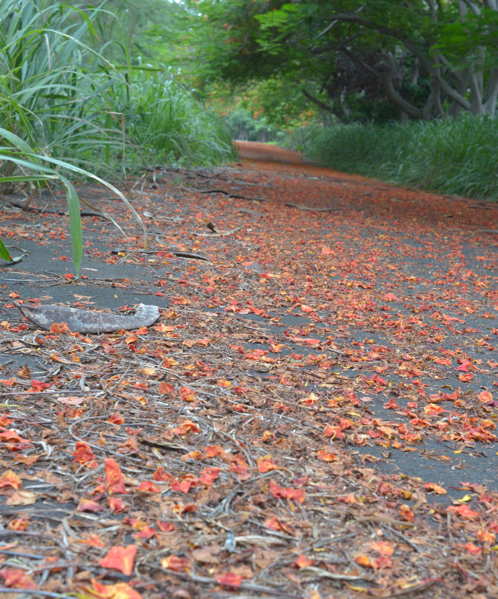 Orange Petal Path