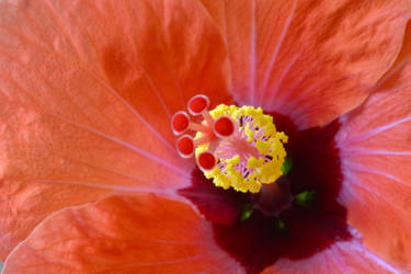 Flower Close-up