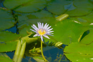 Pond Flower