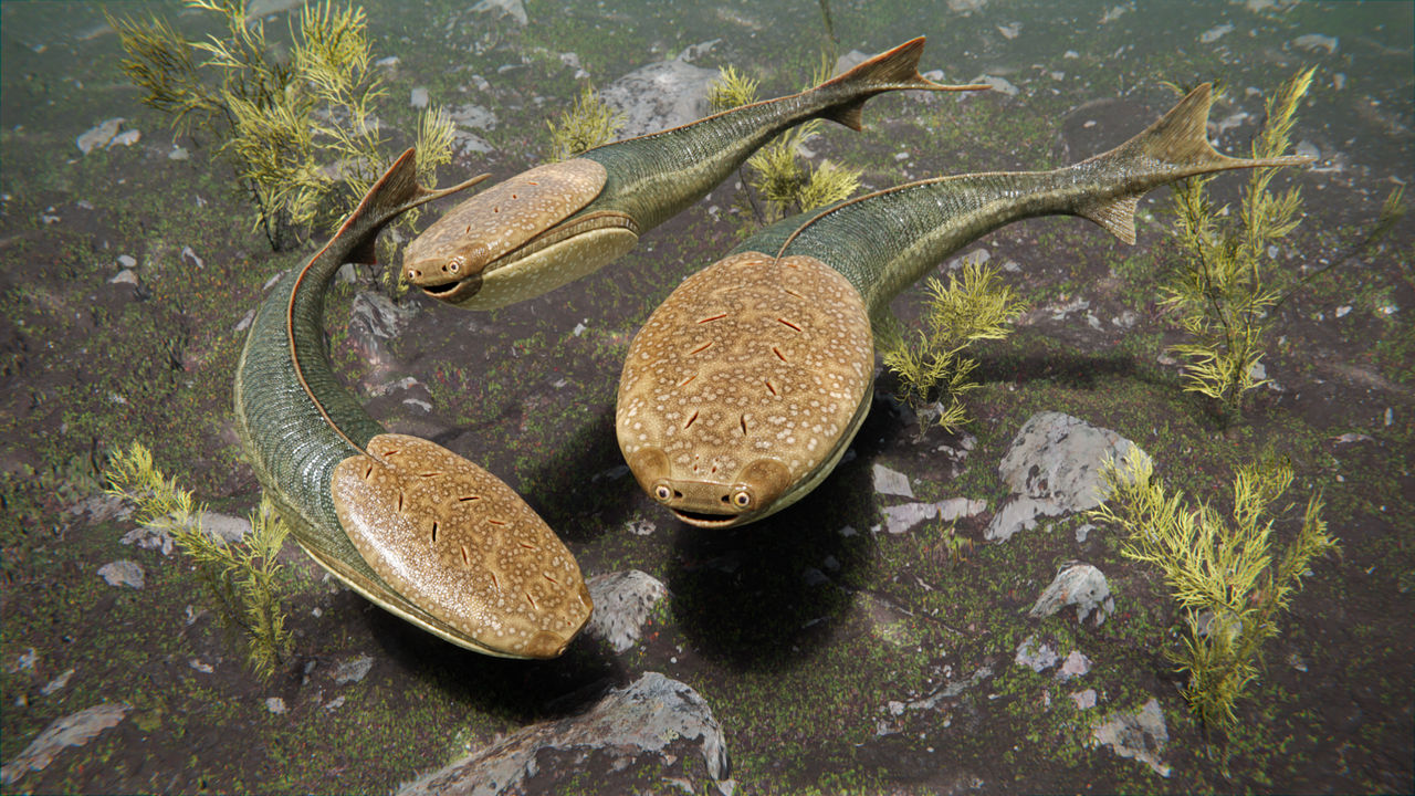 Sacabambaspis Janvieri Ordovician Fish By Huykhoi2407 On DeviantArt sacabambaspis-janvieri-ordovician-fish-by-huykhoi2407-on-deviantart