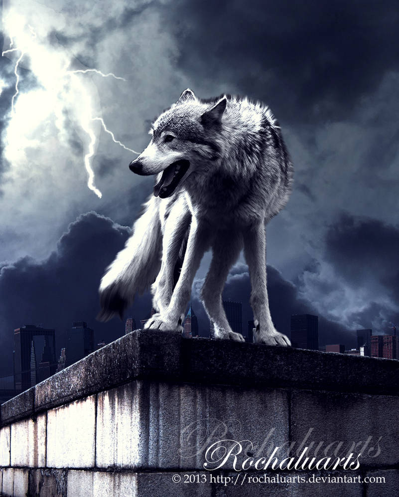 Wolf in Stormy Weather