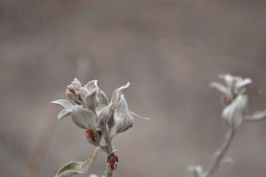 White leafs