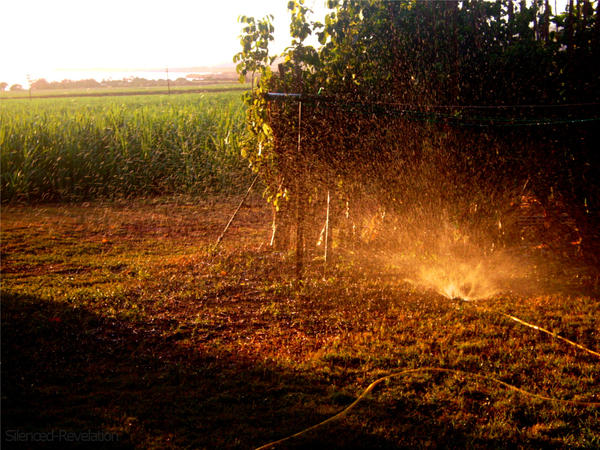 Sprinkler Sunset