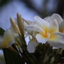 Plumeria