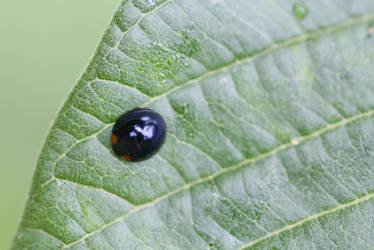 Stink bug macro 01