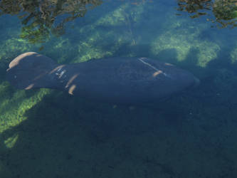 Manatee