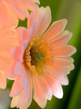 gerbera. two.