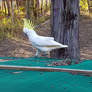 Cockatoo