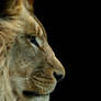 Lion #1