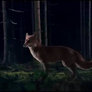 What does the Fox say Gif