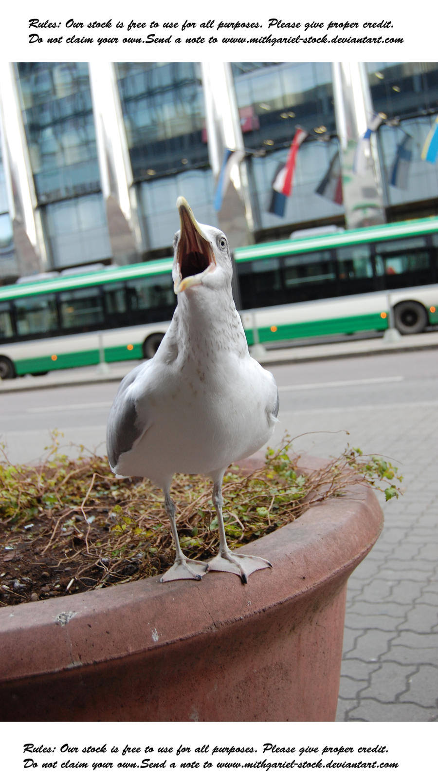 Poshy seagull 2