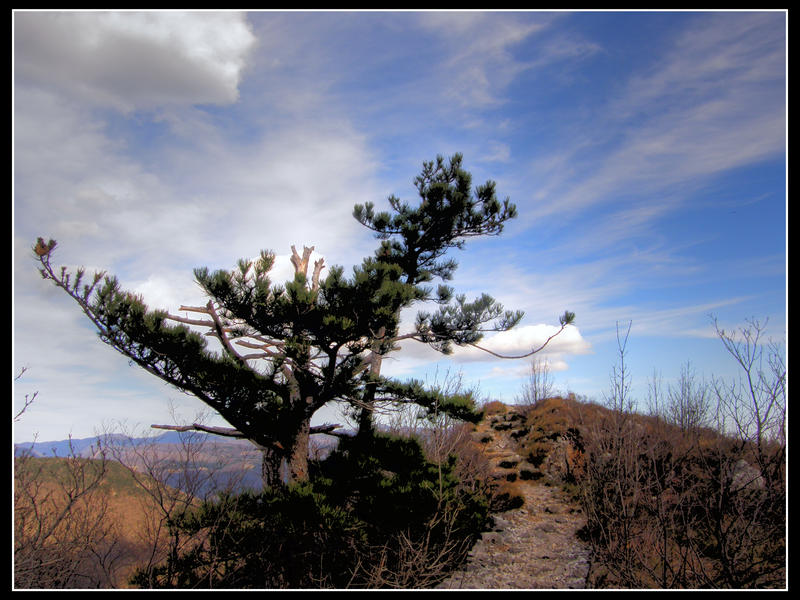 bonsai