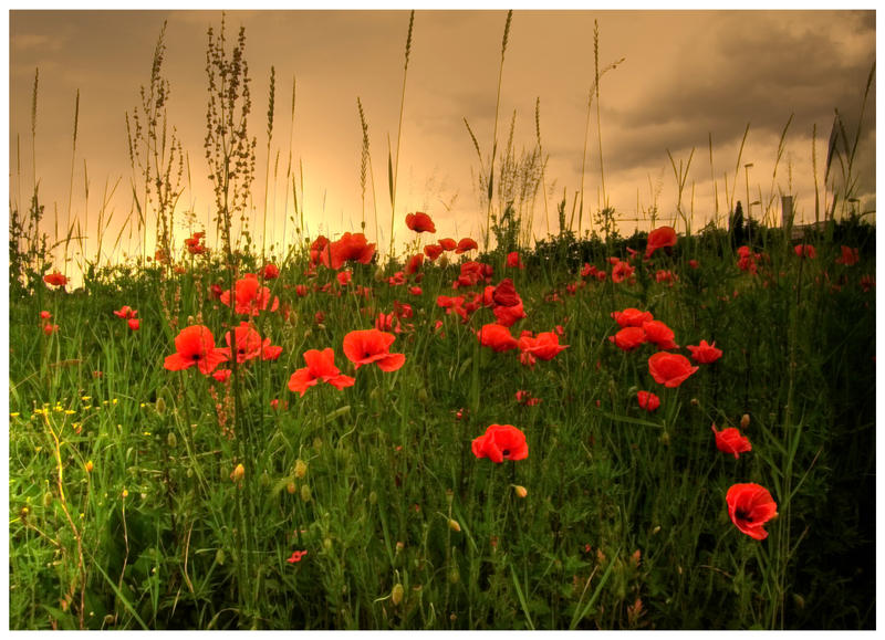 Gold poppy