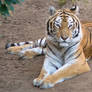 bangle tiger 3