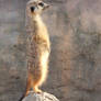 Meerkat on Guard