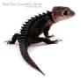 Red Eye Crocodile Skink