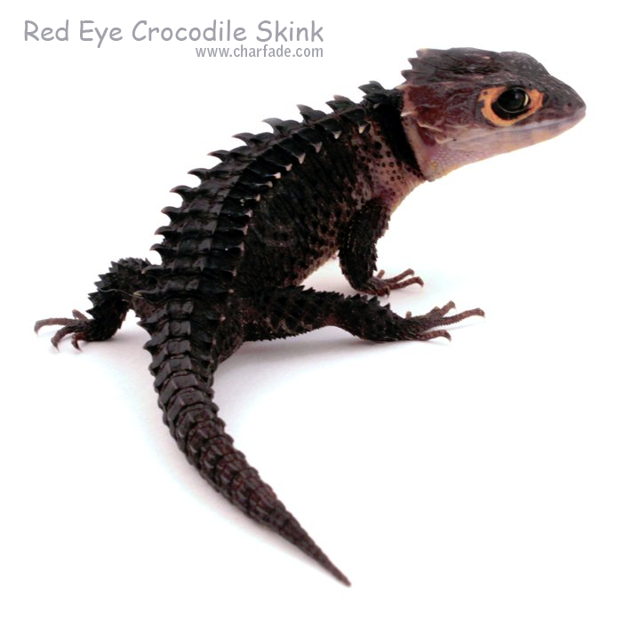 Red Eye Crocodile Skink