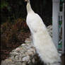 White Peacock