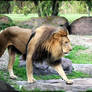 African male lion walking