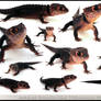 Red-Eyed Crocodile Skink 360