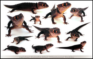 Red-Eyed Crocodile Skink 360