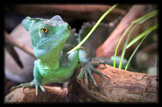 Basilisk lizard