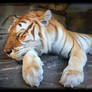 Golden tabby Bengal tiger