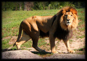 Simon African Male Lion