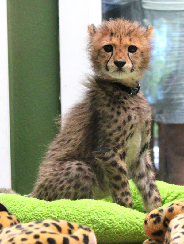 Kasi Cheetah Cub