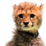 Kasi Cheetah Cub Profile