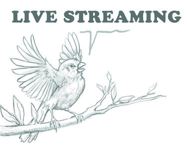 Bird LiveStreaming Offline