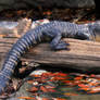 Young American Alligator