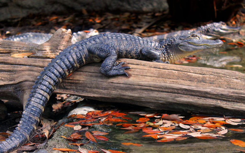 Young American Alligator