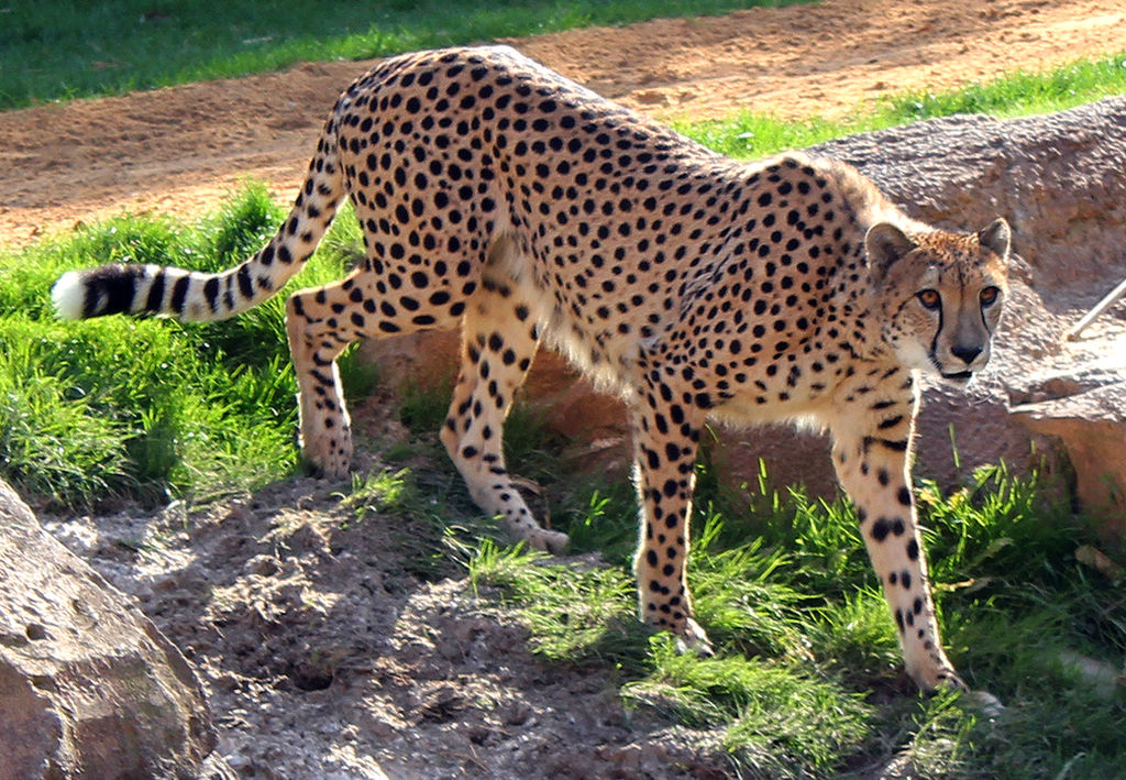 Cheetah Walking